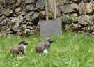 10 BSV Iseltal Turnier Bild 102