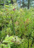 TM IFAA 3D Lakota Bild 15