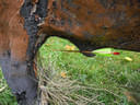 5erl Bowfire Schörhof Bild 46