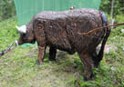 9. Turnier der BSU St. Veit Bild 14