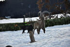 Saalfelden Bild 11