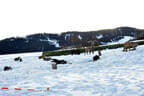 Saalfelden Bild 8