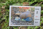 5-erl BSV Avalon Bild 14