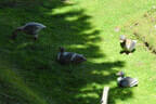 29. Sonnblickturnier Bild 14
