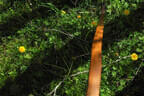 29. Sonnblickturnier Bild 52