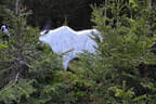 29. Sonnblickturnier Bild 55