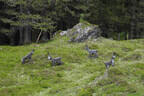 29. Sonnblickturnier Bild 58