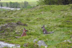 29. Sonnblickturnier Bild 62
