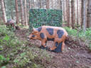 Parcoursumbau Sommer 2024 Bild 16