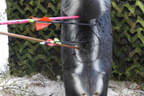 5erl Final Target Bild 37