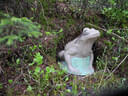 Sommerumbau 2025 Bild 16