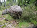 Sommerumbau 2025 Bild 1