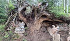 Sommerumbau 2025 Bild 6