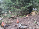 Sommerumbau 2025 Bild 2
