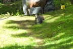 19. Glemmerehofturnier Bild 60