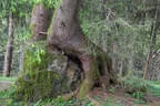 19. Glemmerehofturnier Bild 65