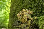 5. Watschenbachturnier Bild 57