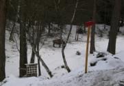 3 Königschießen Leithen