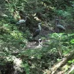 Weberbauerstammtisch