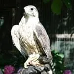 Zu-Besuch-bei-Falkenholz